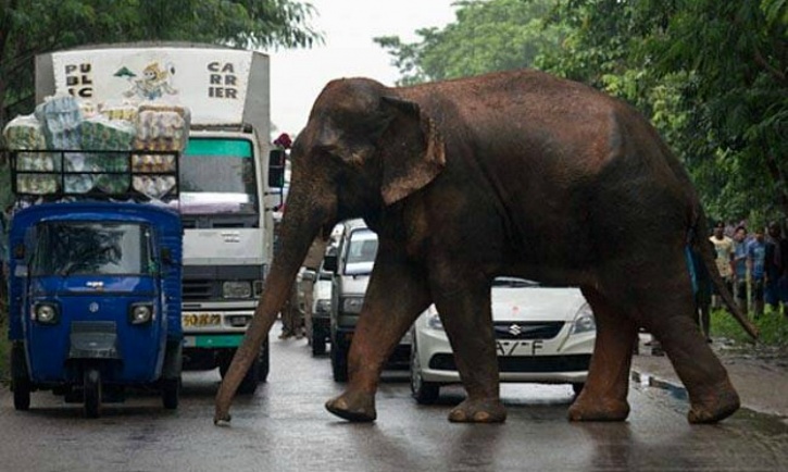 Elephant stopping traffic